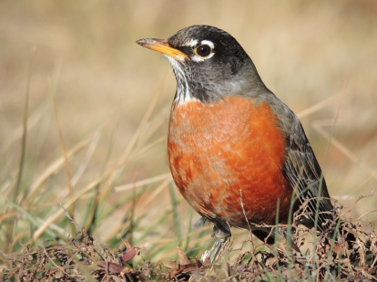 The American Robin is a common sight in many of our backyards!