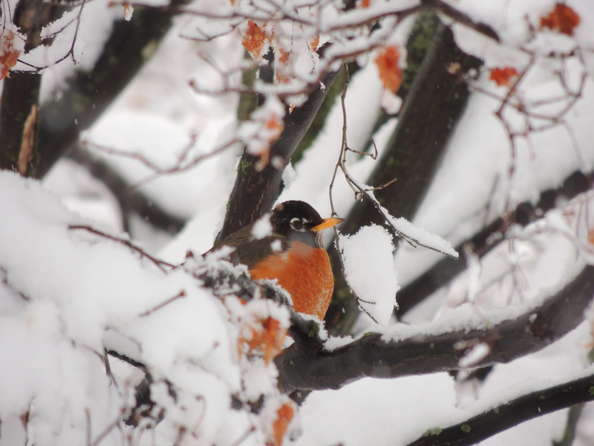 While they are thought of as the Bringers of Spring, Robins may actually stick around even during the winter!