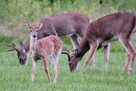 Deer have the ability to eat a forest to the brink of desctruction, so then why would humans providing them supplemental food be a bad thing? (phot cred: Doris Rafaeli)