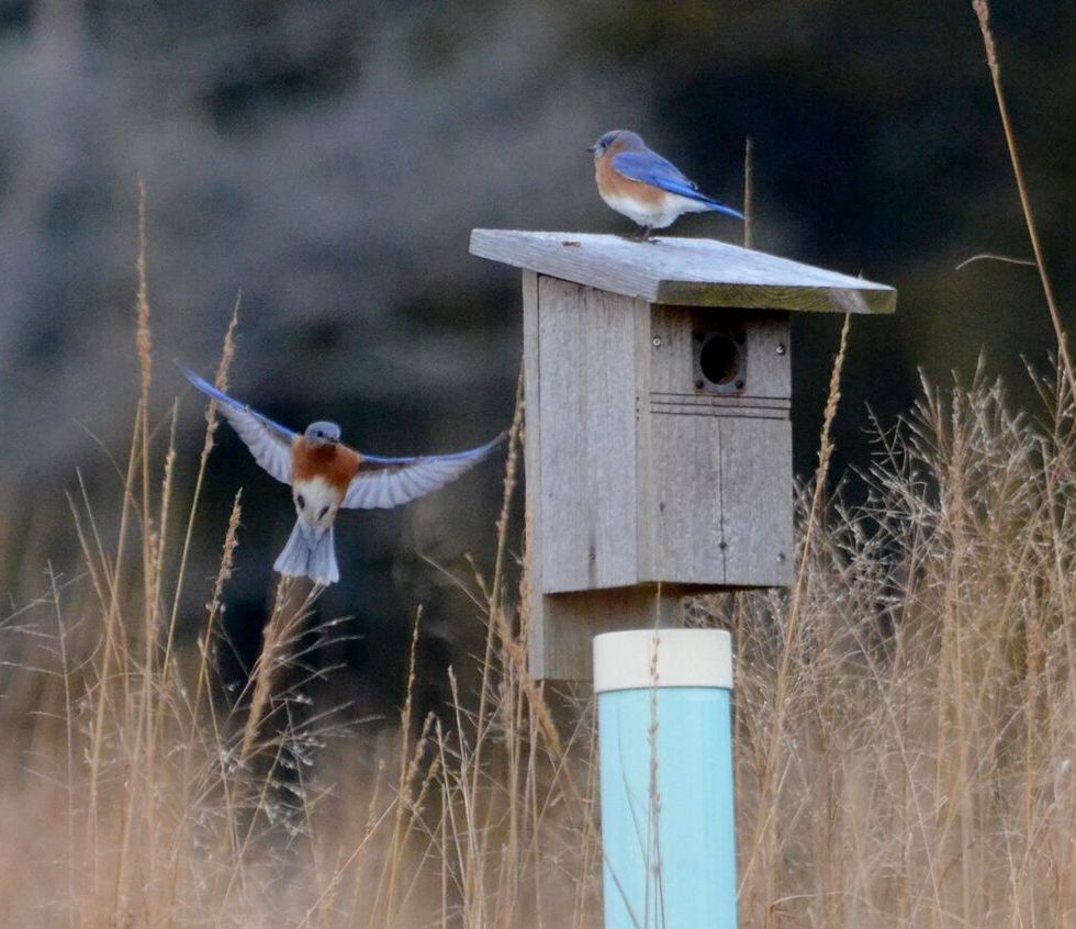Nest Boxes are important for the continued survival of some bird species. Find out why and what you can do to ensure that their nest box is the best habitat that it can be!