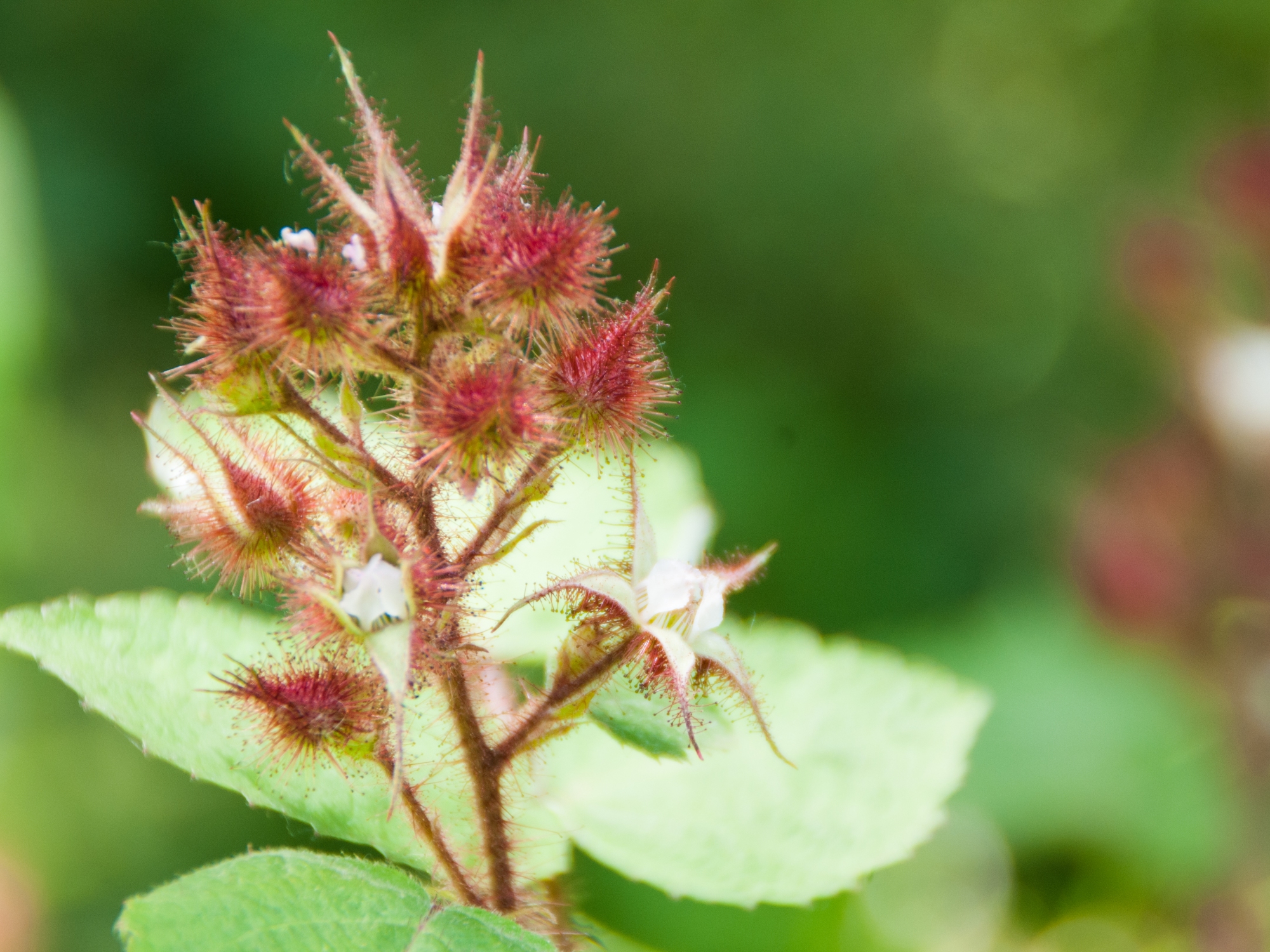 Wineberry happens to be on the list on invasive species here in Bucks County! Why is this pretty plant so bad?