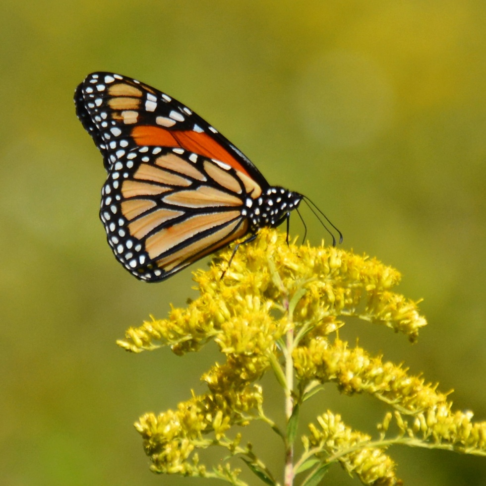 Monarch populations are severely declining. Why does it matter if the butterflies disappear?