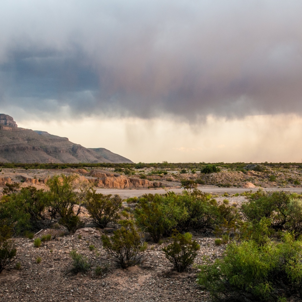 The deserts of New Mexico may seem sparse, but do have a surprising amount of life? When it rains roughly 9 inches per year, how can anything survive?!