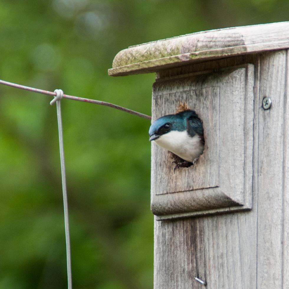 Many species, like the Tree Swallow, are negatively impacted by climate change. What's happening to them?!