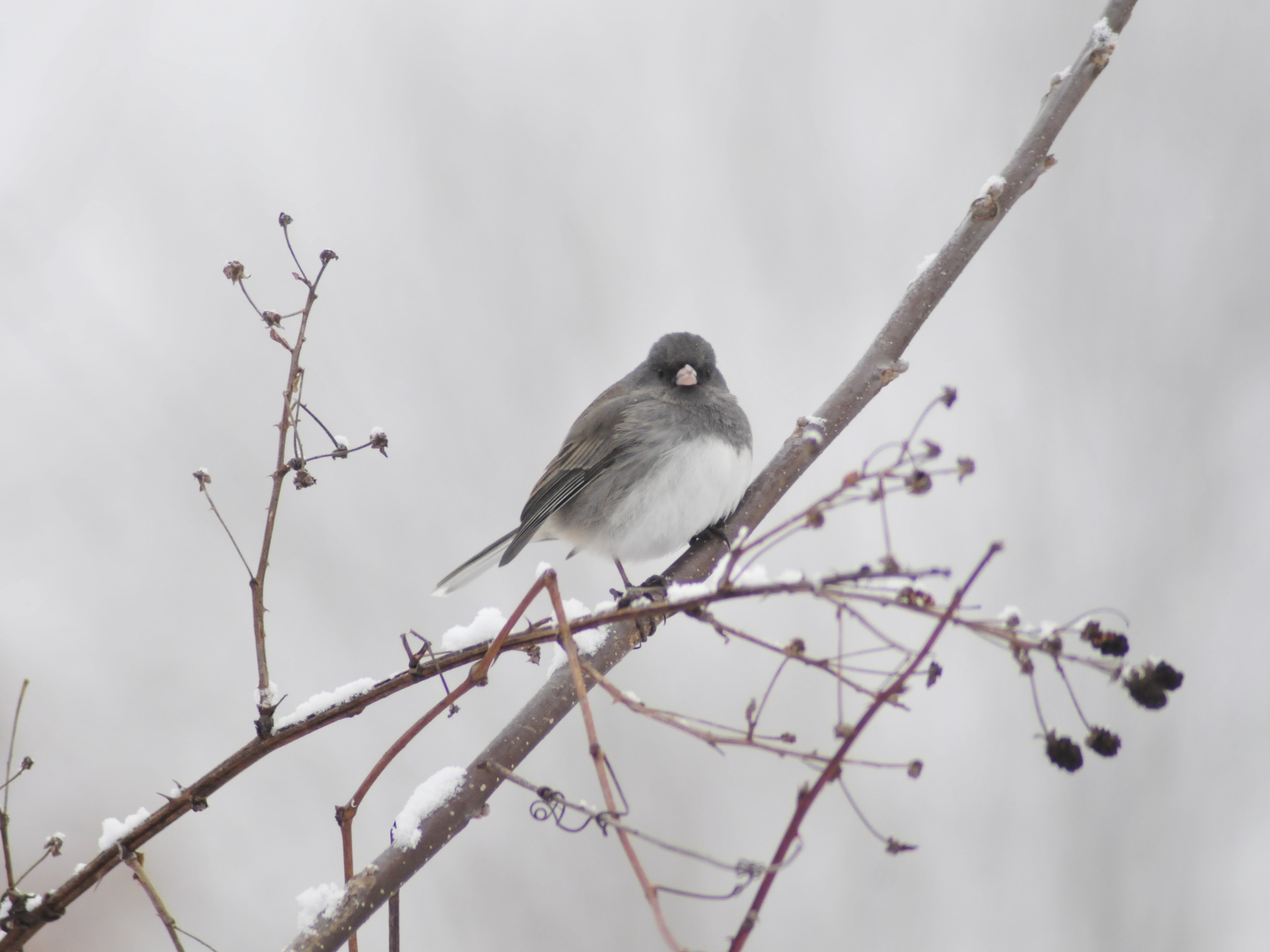 This Junco loves the seeds that we put out in our feeders, but what plants also keep him happy through the winter?