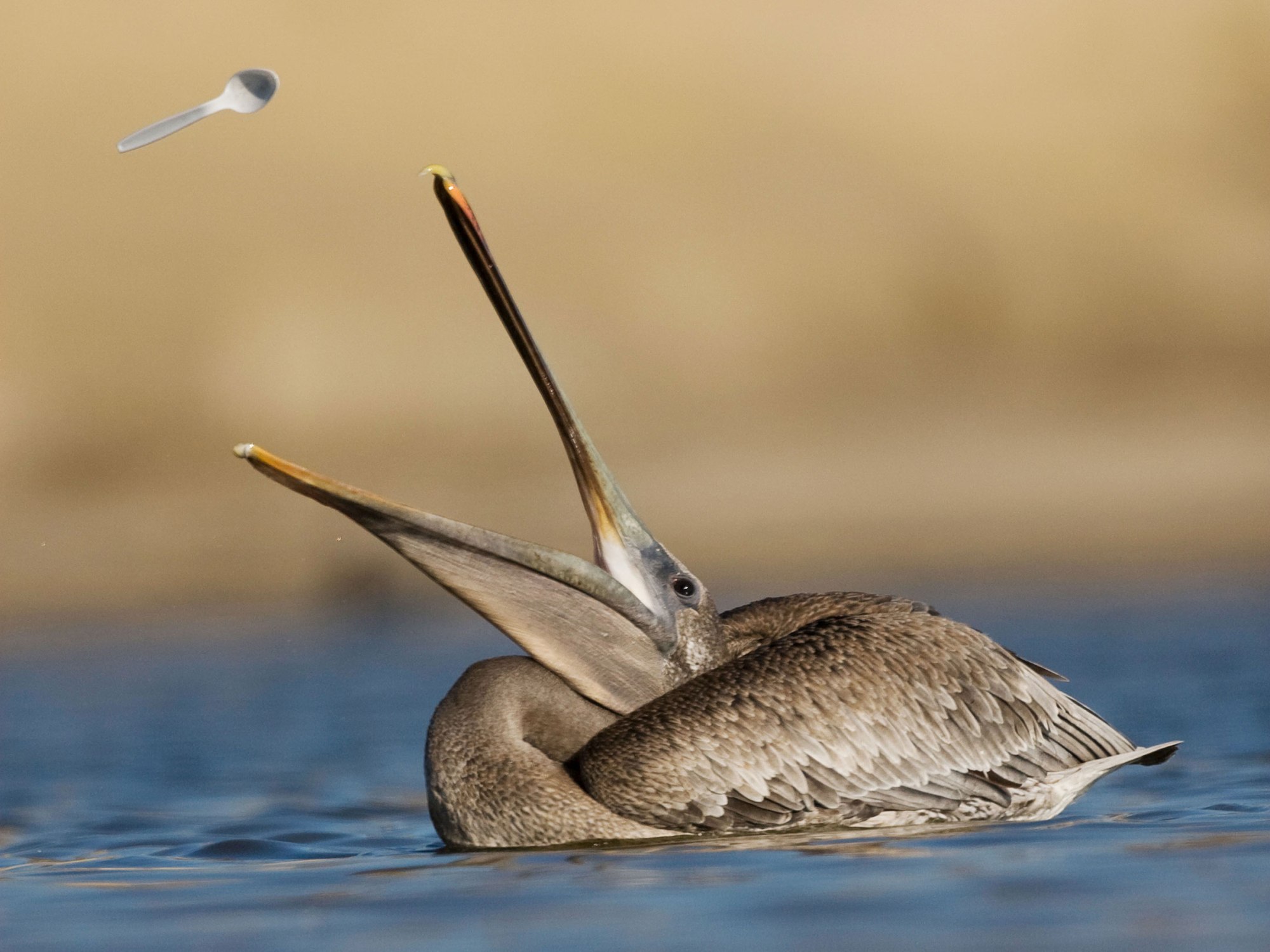 Brown Pelican juvenile tossing plastic spoon up in the air. Photo: Sebastian Kennerknecht, Minden Pictures from Audubon article: "Eight Easy Ways to Reduce Your Plastic Waste"