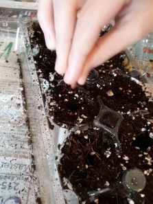 germination - stacy day 2